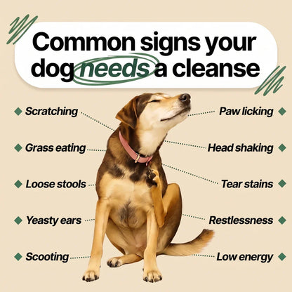 Noio Parasite Cleanse Drops for Dogs All sizes
